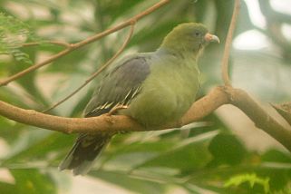 Treron calvus sharpei - Sharps Grüntaube (Sierra-Leone-Grüntaube, Sierra-Leone-Rotnasen-Grüntaube)